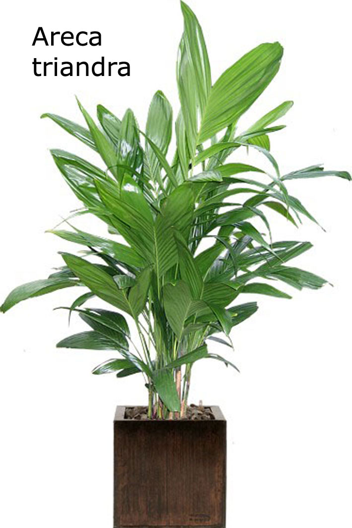 Areca Triandra